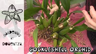 Divide amp Repot Giant Cockleshell Orchid  In Bloom amp Phrag Update [upl. by Latsryc]