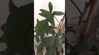 Philodendron Pedatum philodendron shorts viralshorts houseplants indoorplants plants [upl. by Snilloc]