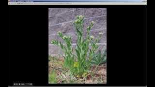 Thlaspi arvense  Field Pennycress Pt 1 of 2 [upl. by Hallvard567]