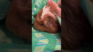 How to bathe a Guinea pig shorts [upl. by Aphrodite]