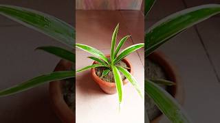 How to repot a spider plant ☘️Gardening tips 🌱Youtube shorts Israts Garden 🌿🌿 [upl. by Mochun]