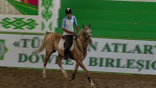 LAkhalTeke il quotcavallo celestequot di Ashgabat [upl. by Dodwell946]