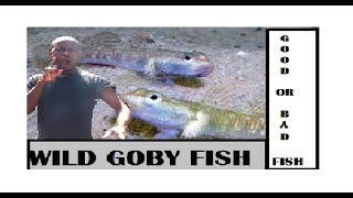 WILD GOBY FISH SPECIES IN JAMAICA [upl. by Housum]