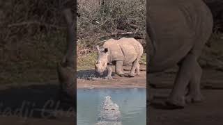 Crocodile vs Rhinoceros rhino crocodile [upl. by Eppesuig]