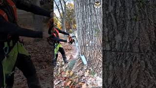 Dropping 65ft red oak trunk 🌳 treecutting fyp arborist outdoors [upl. by Atnad]