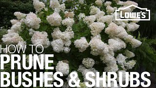 How to Prune Trim amp Shape Your Bushes amp Shrubs [upl. by Hanas]