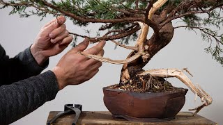 How to Make a Juniper Bonsai [upl. by Brigida158]