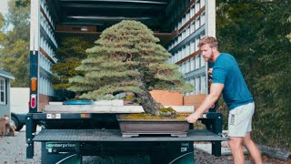 A Bittersweet Ending  US National Bonsai Exhibition 2023 [upl. by Asinet]