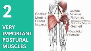 Two Postural Muscles You Need to Know About [upl. by Ameekahs]