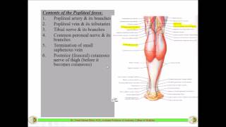 The POPLITEAL FOSSA  Anatomy  Dr Yusuf [upl. by Chaker89]