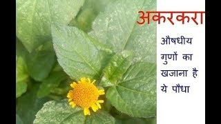 अकरकरा औषधीय गुणों का खजाना है ये पौधा [upl. by Gonzalo]