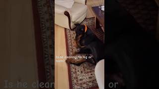 My dobbie cleaning his paw OR maybe teeth 🤪 JackTheDobermann funnydogs doberman [upl. by Enavi796]