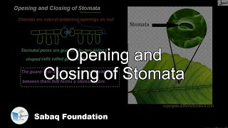 Opening and Closing of Stomata Biology Lecture  Sabaqpk [upl. by Hgielar206]