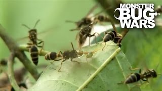 Green Ants Vs Paper Wasps  MONSTER BUG WARS [upl. by Ahseila995]