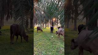 Date’s farms 🌴🌴🌴NAQVI VLOGS [upl. by Alison228]