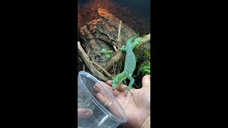 How to train your dragon Taming my green tree monitor lizard Varanus prasinus shorts [upl. by Eniamert]