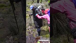 Hiking the third highest mountain in Africa Mountain Rwenzorihiking and climbing the Rwenzoris [upl. by Raybourne]