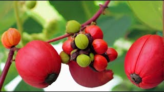 The Secret Power of Jatropha Seeds Revealed [upl. by Eilatan740]