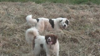 ελληνικος ποιμενικος  greek shepherd dogs [upl. by Ialohcin]