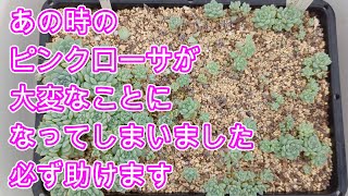 【多肉植物】【ピンクローサ】【悲報】ピンクローサが秋にモリモリのはずがとんでもないことになってしまいました [upl. by Birk]