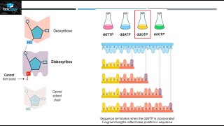 DNA Sequencing By Sanger Method [upl. by Haisoj4]