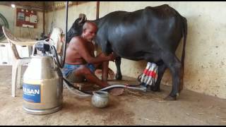 Buffalo Milking Machine [upl. by Quint501]