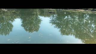 Farm Pond Largemouth Bass Fishing Fall 2024 [upl. by Kazue434]