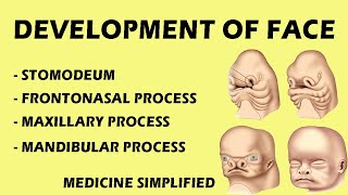 Development Of Face  Face Development  Development Of Face Embryology  Stomodeum medicine [upl. by Omura]