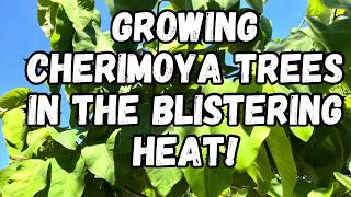 Growing Cherimoya Trees in Extreme Summer Heat [upl. by Ellingston]