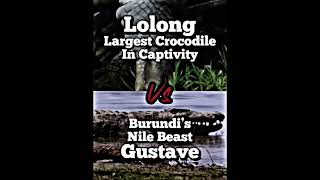 Gustave Vs Lolong [upl. by Nylasor]