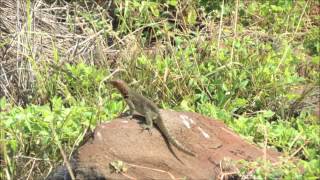 Galápagos 2012 Lava lizards on Española [upl. by Ssyla]