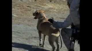 Military Working Dogs Training with Marines [upl. by Alyosha]