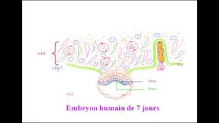 FMPM MOOCs  Deuxième semaine du développement embryonnaire  Pr A Fakhri [upl. by Ikilisav]