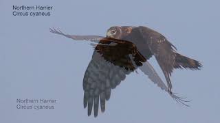 An amazing northern harrier coopers juvi and broad winged juvenile  many more Montezuma NY 916 [upl. by Kreit]