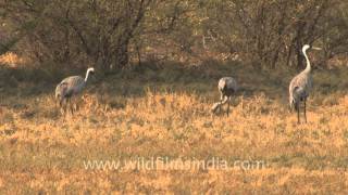 A group of Common cranes in north India [upl. by Culbert]