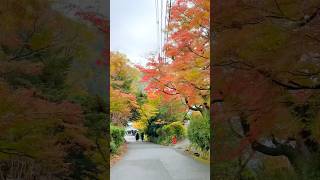 Fall Foliage around YaseYamaguchi Station in Kyoto autumn fallcolors cycling fall travel [upl. by Aisirtap463]