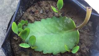 How to grow many plants of Bryophyllum from a single leaf  Patharchatta Plant  25 days update [upl. by Ilka519]