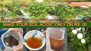 How to make your pot soil ACIDIC in cheap rate [upl. by Irpak]