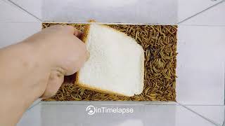 Mealworms Eating Pastry in ONE DAY  TimeLapse [upl. by Dweck]