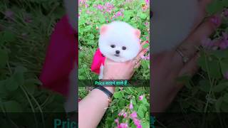 Pomeranian dog price in India  cute puppies video  cutedog viral shorts tranding video [upl. by Arek]