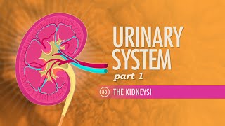 Urinary System Part 1 Crash Course Anatomy amp Physiology 38 [upl. by Phalan]