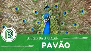 Saiba como criar um pavão [upl. by Hanselka]