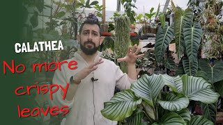 Calathea growing tips that might surprise you [upl. by Aneelehs468]