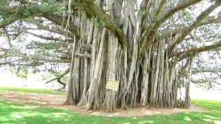 Ficus Bengalensis Moraceace Banyan 5 KM From Mysore [upl. by Llerral491]