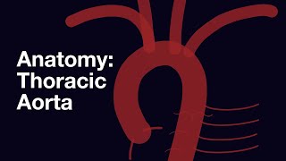 Anatomy  Branches of the Thoracic Aorta [upl. by Ereveneug]