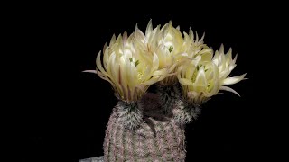 Echinocereus pectinatus Mexico Detras [upl. by Marou135]