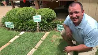 What Type of Zoysia Grass Is Best [upl. by Lerat238]