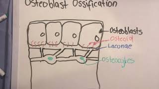 The Osteocyte  Made Simple  Cell Biology [upl. by Oniger69]