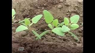 LABORES CULTURALES EN EL CULTIVO DE LA QUINUA [upl. by Melliw901]