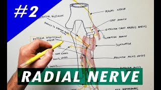 Radial Nerve  part 2  Anatomy Tutorial [upl. by Clayson]